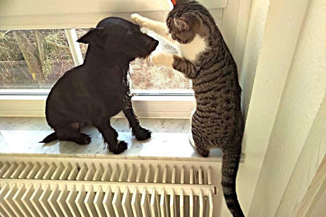 Defro Komfort Ekopell 25 kW mit Scheitholzfunktion.